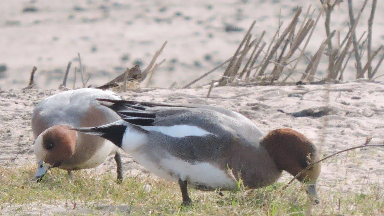 Grazende smienten Foto.SLN