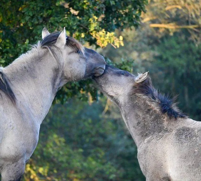 Winnaar Kiek! februari.Wat een liefdevolle foto! Gemeente Lingewaard