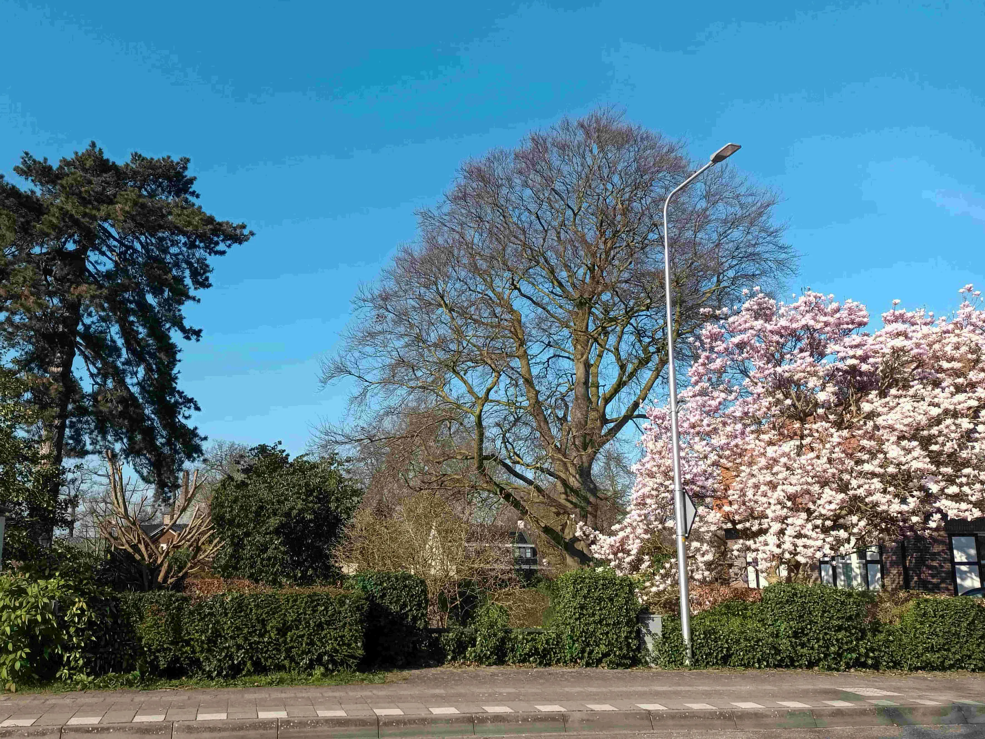 bomenexcursie.Anja-02