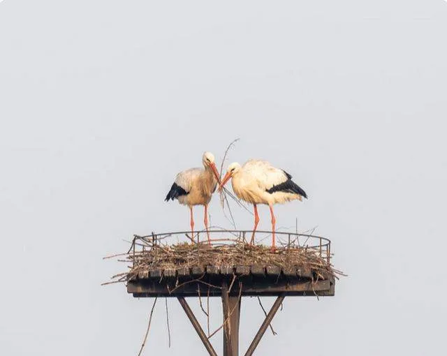 Dit is de winnaar van maart Gemeente Lingewaard