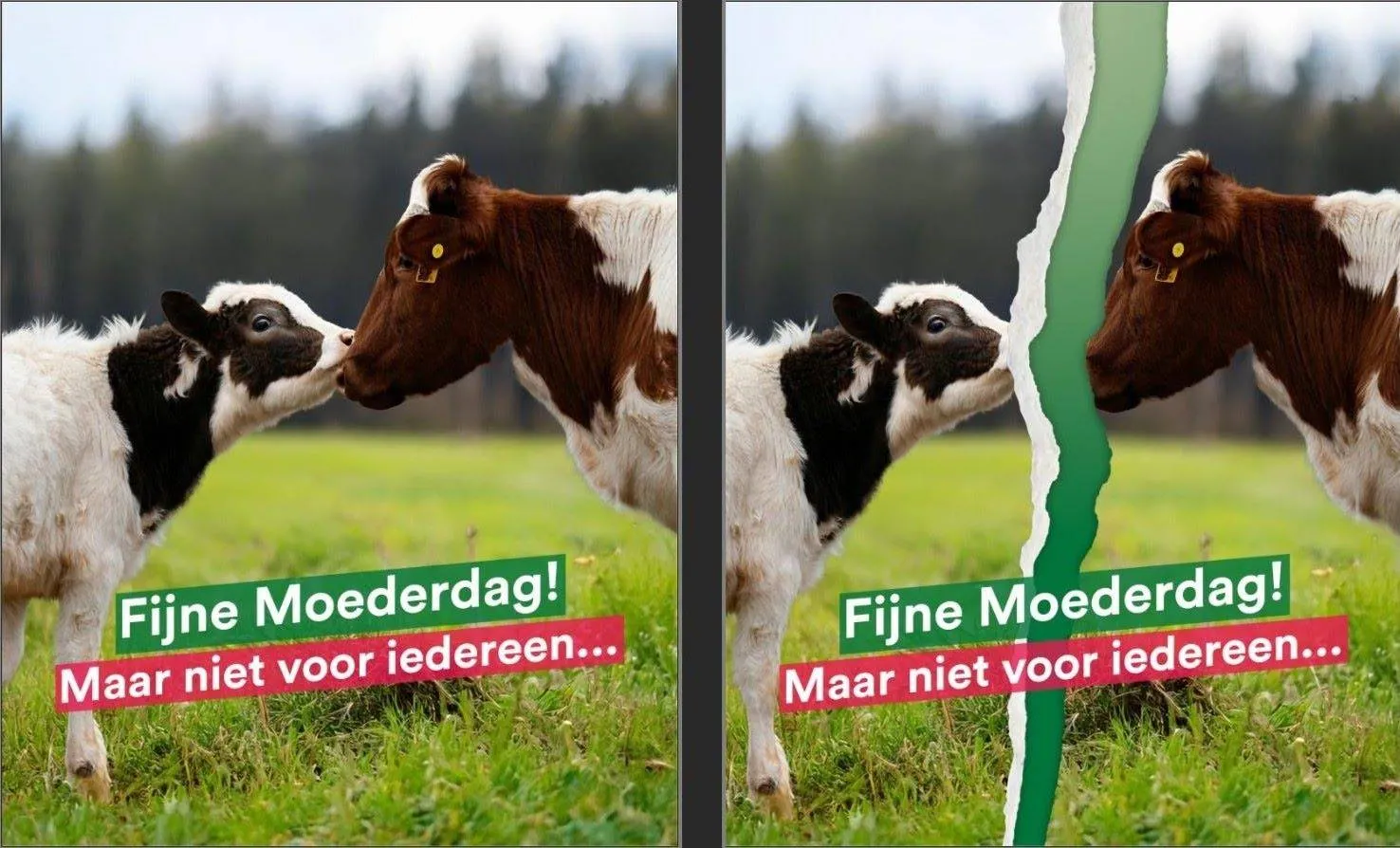 Moederdag PvdD Gelderland - niet voor iedereen(1)