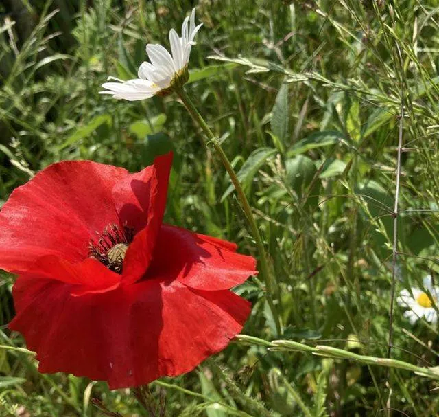 Nationale Zaaidag Gemeente Lingewaard