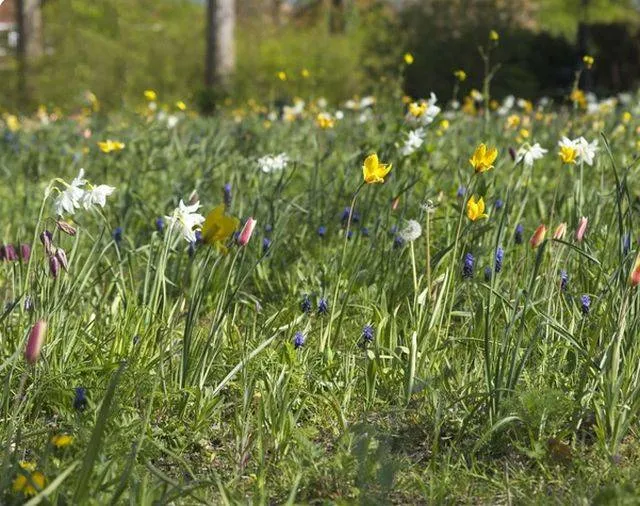Groei graslanden Gemeente Lingewaard