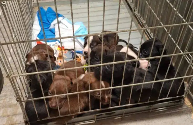 Pups opgesloten in roestige kooi