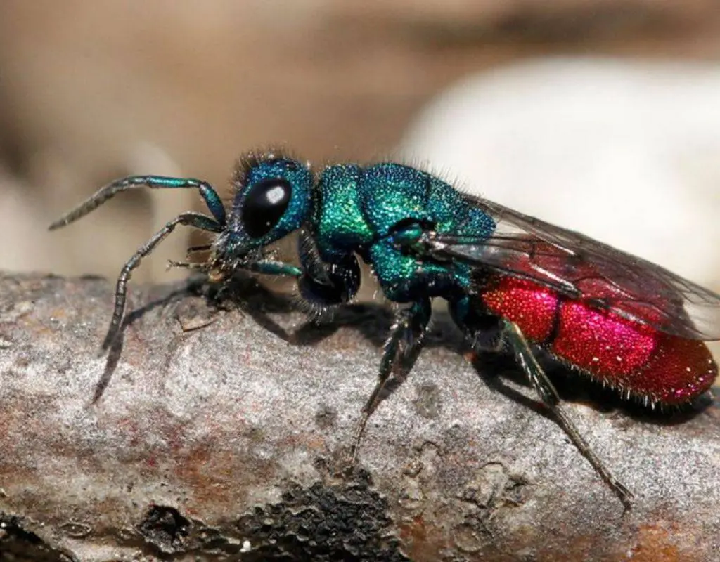 Chrysura-rufiventris.natonale wespentelling-Luc-van-elshout (JPEG-afbeelding 724 × 564 pixels)