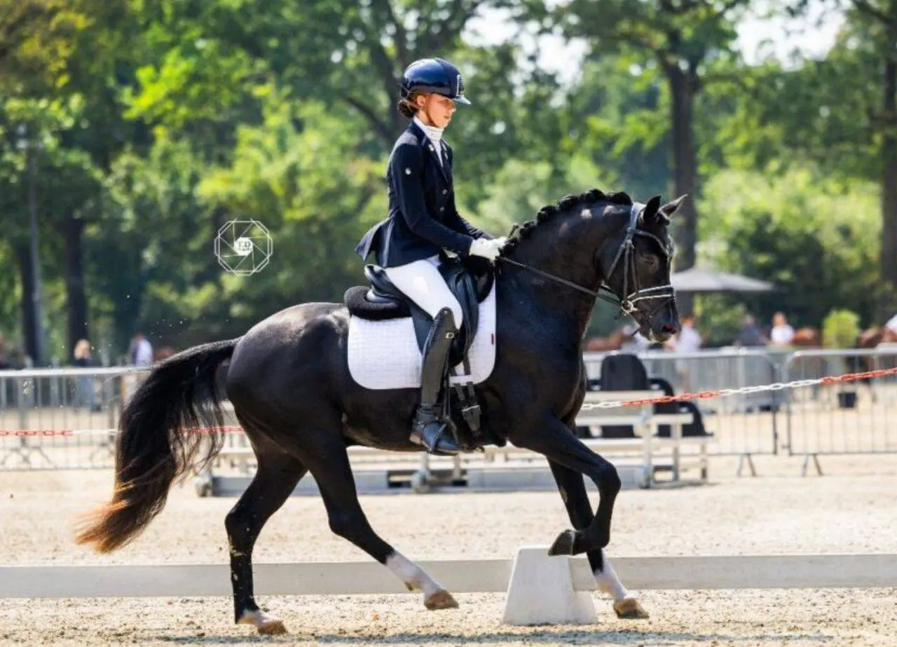 Welsh pony’s sterk voor de dag tijdens DPC-selectiewedstrijd in Lunteren