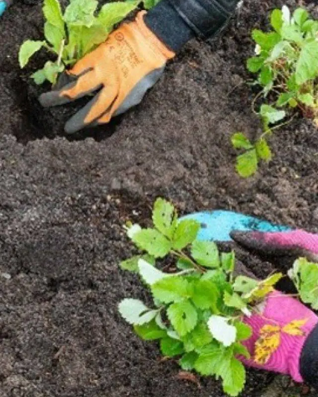 Een groener Lingewaard Gemeente Lingewaard