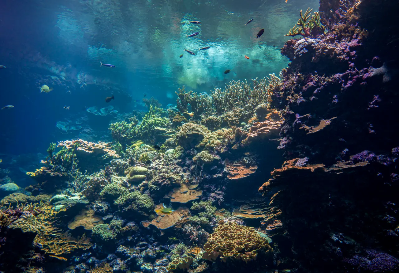 Levend koraalrif Ocean