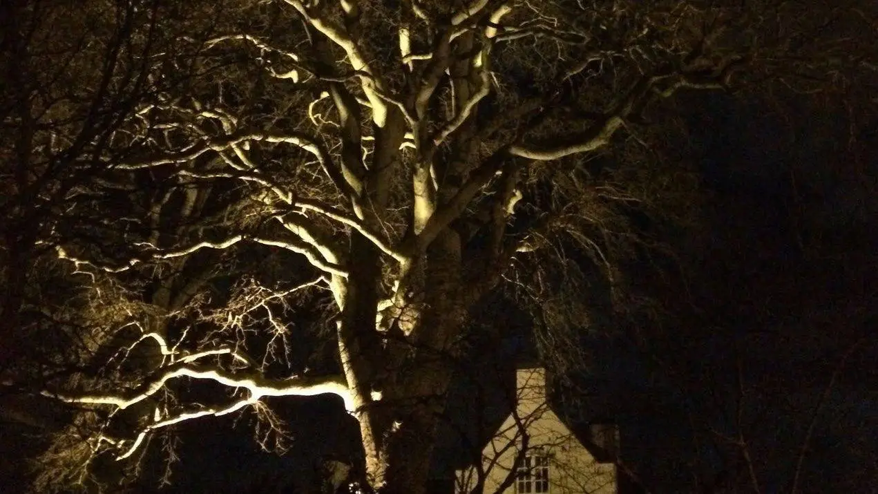Aanlichting van bomen en gebouwen Foto. José Bruens