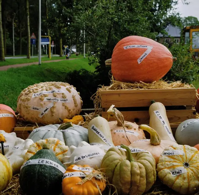 Pompoenenfoto laatste maandwinnaar Kiek! Paul Heetebrij uit Bemmel.Lingewaard Gemeente Lingewaard