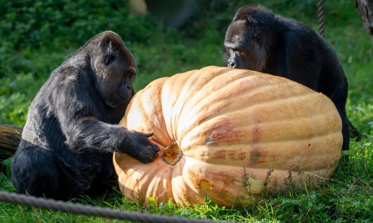 Reuze pompoen.1..2026.Mira Meijer. Burgers' Zoo