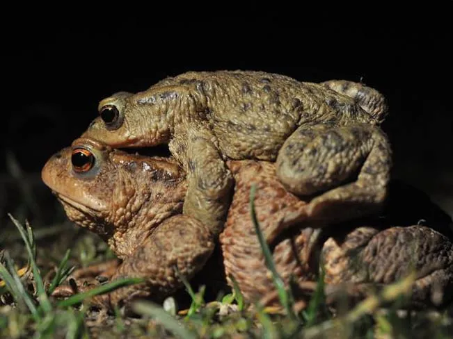 17156232 721445188015469 2967601505564059989 n