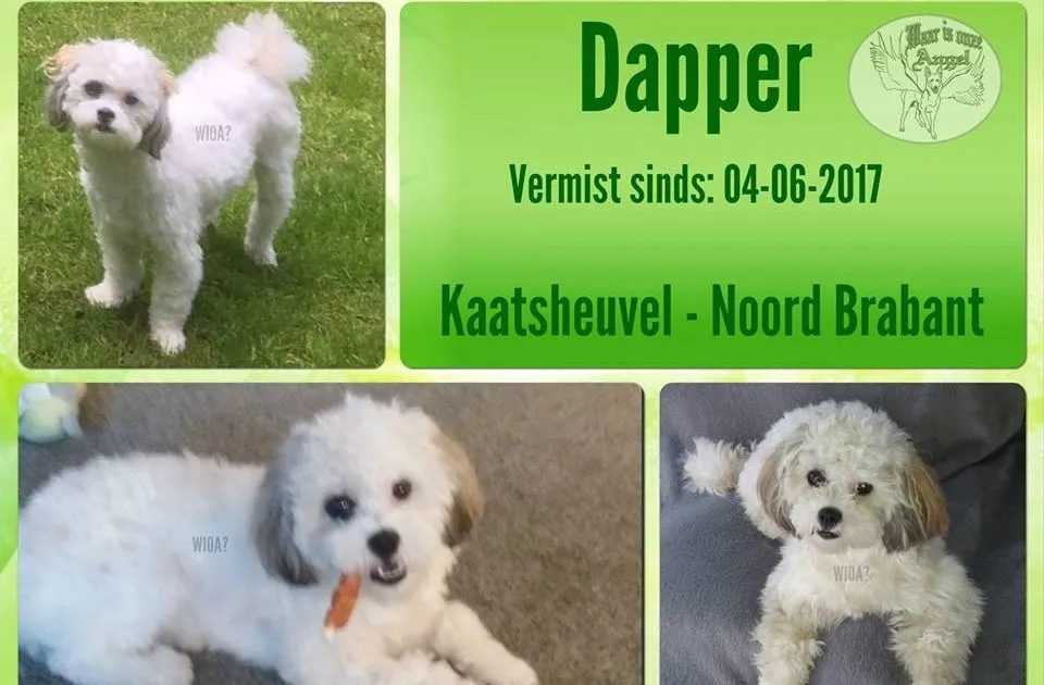 18922142 1373334106035342 4290116356098248289 n