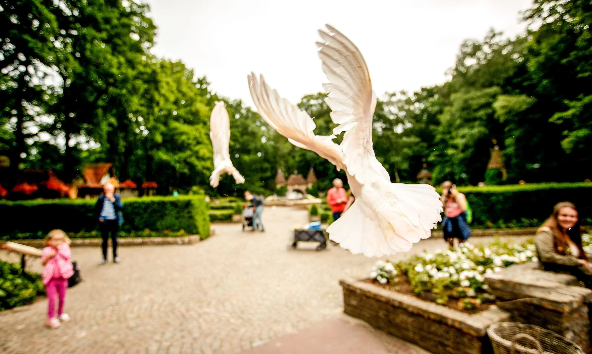 201806140034 witte duiven