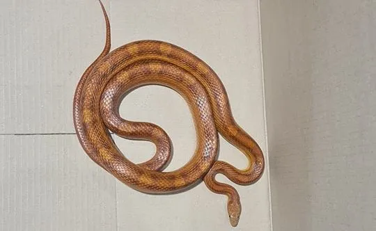 345459500 6276158485812127 1193246412197664204 n