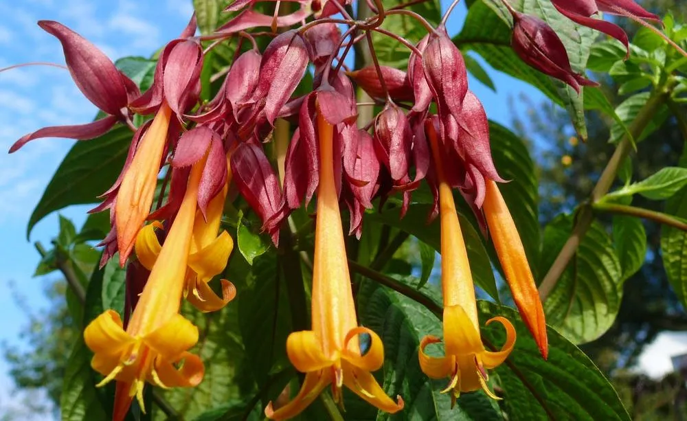 51416406549 6f3a5d53d7 o