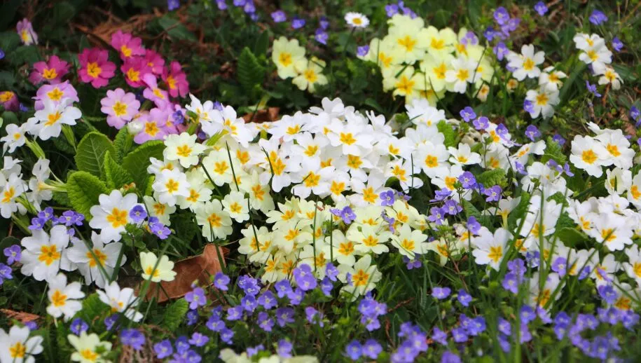 bloemenzee hebi b pixabay 915x518 1