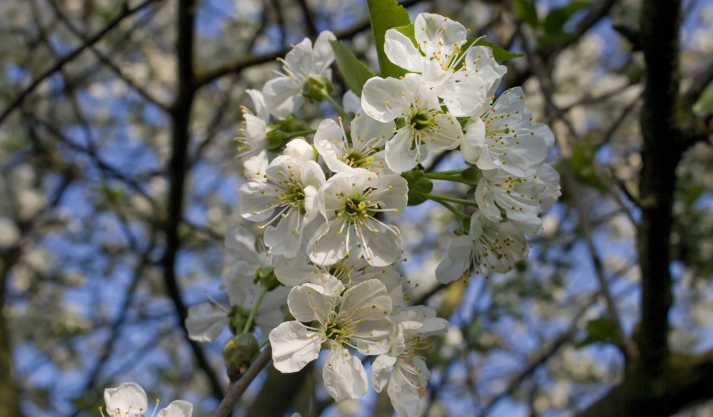 c drieluik mg 7124 2400x1600 pixels 300 dpi