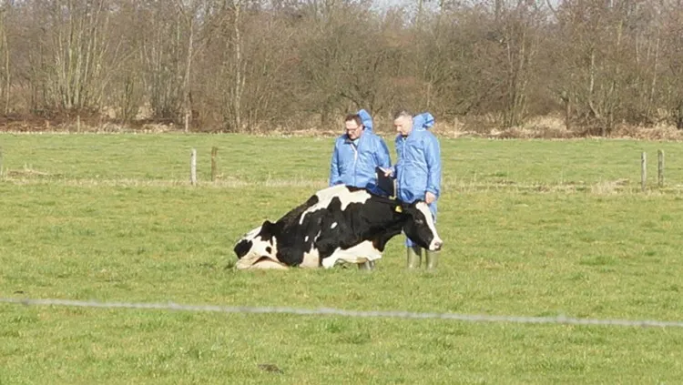 de koe was zo erg verwaarloosd dat ze moest worden afgemaakt foto martijn van bijnenfpmb