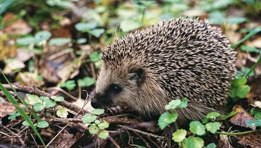 egel