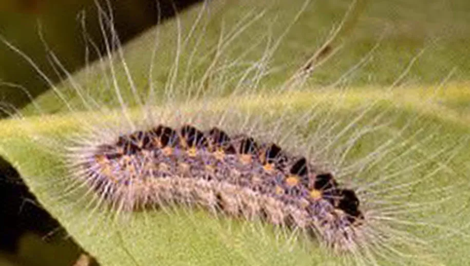 eikenprocessierups 915x518 1