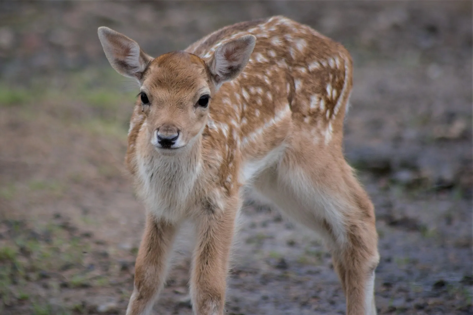 fawn gbf14971c2 1920