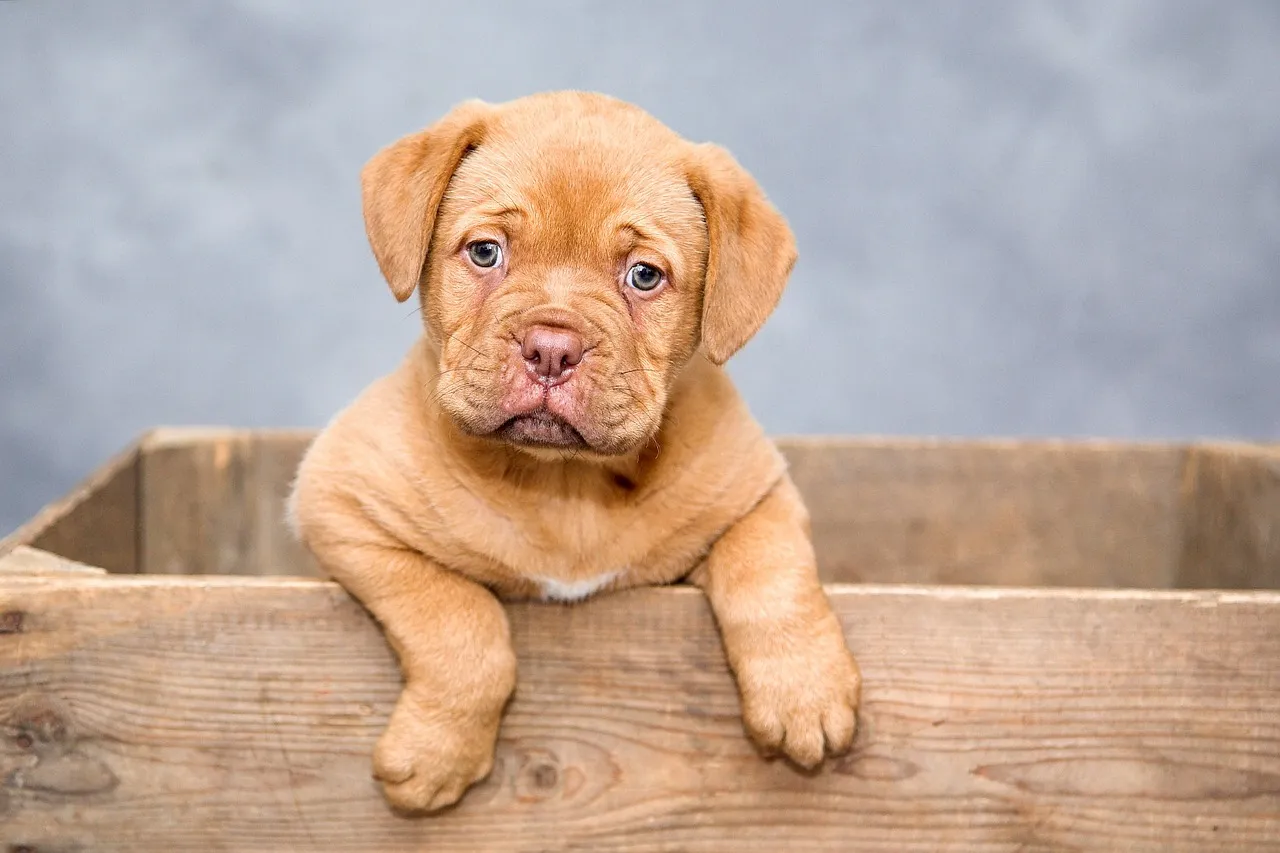 hond
