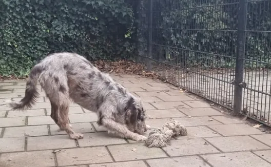 hond