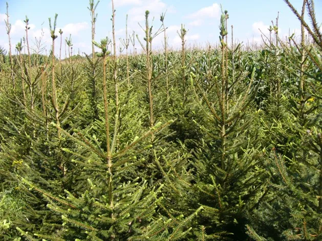 kerstbomen