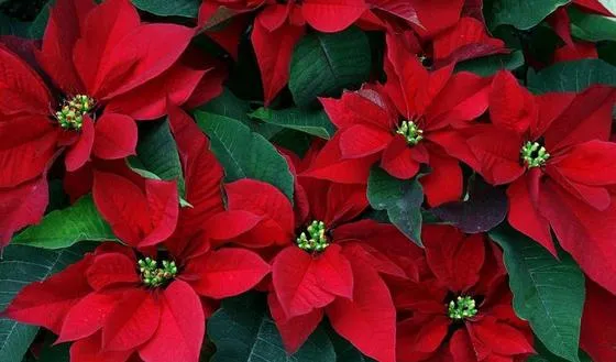 kerstroos kerstster plant rood 170 12