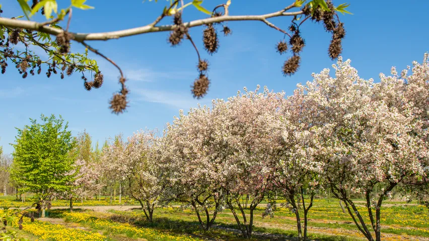 malus david multi stem 7