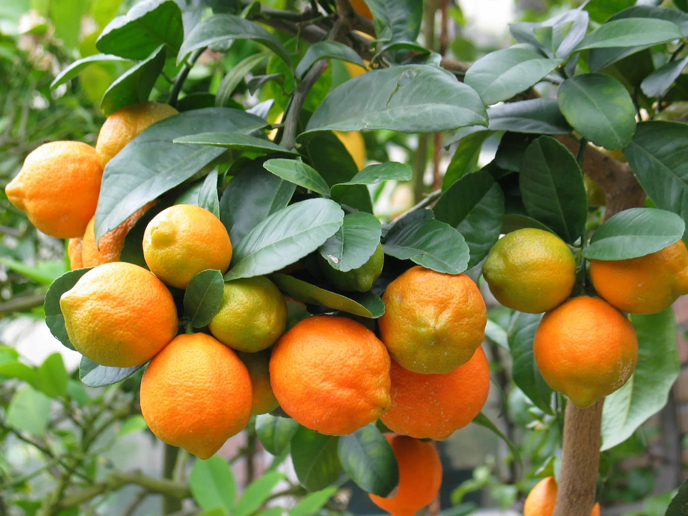 otaheite