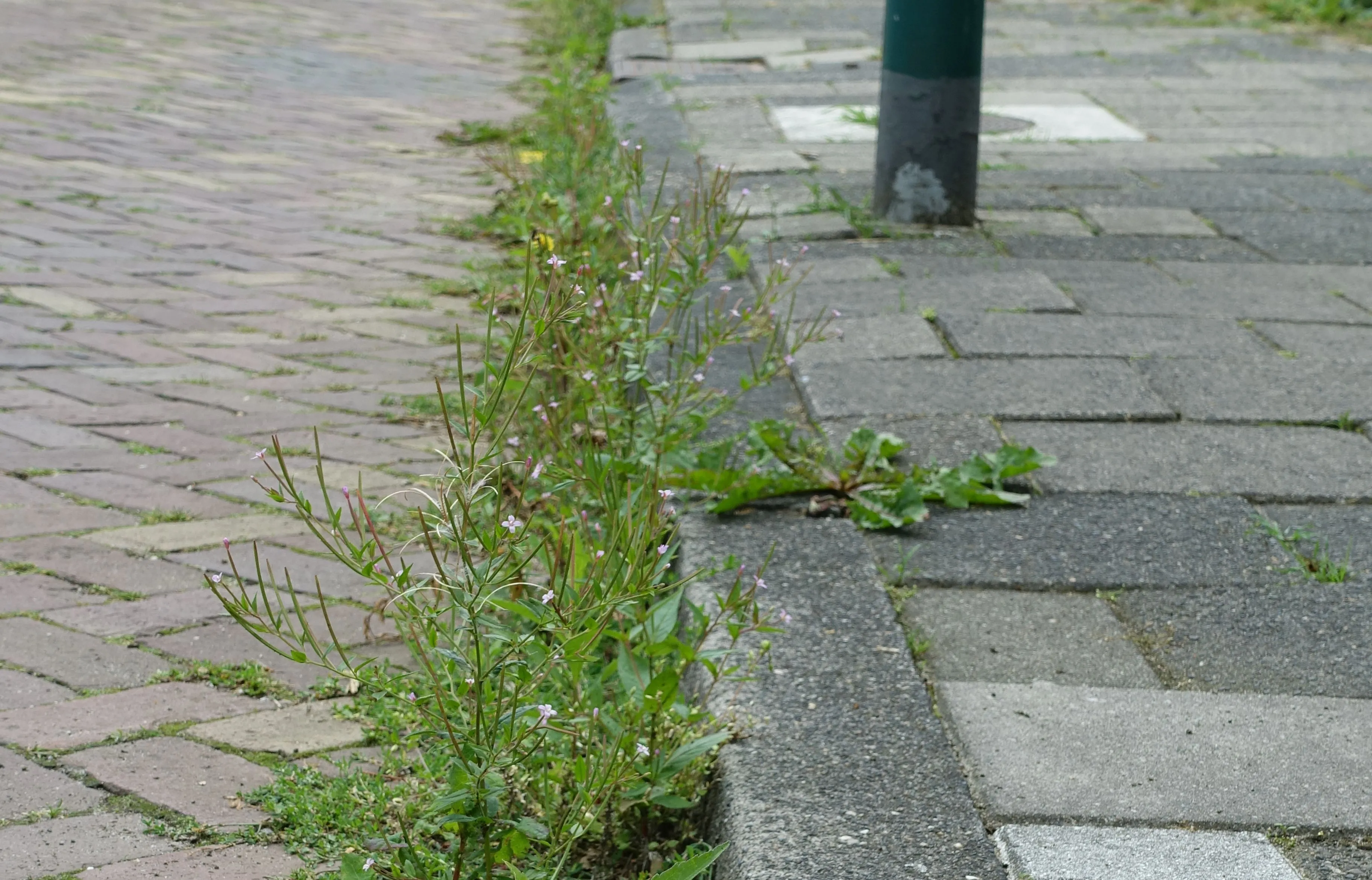 straatonkruid in woerden schilderskwartier juli 2017 04