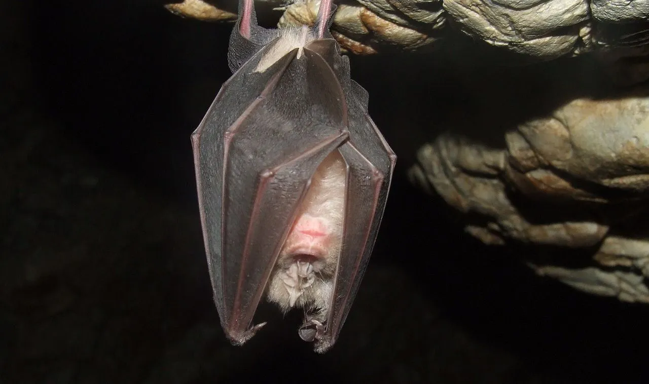 vleermuis 1