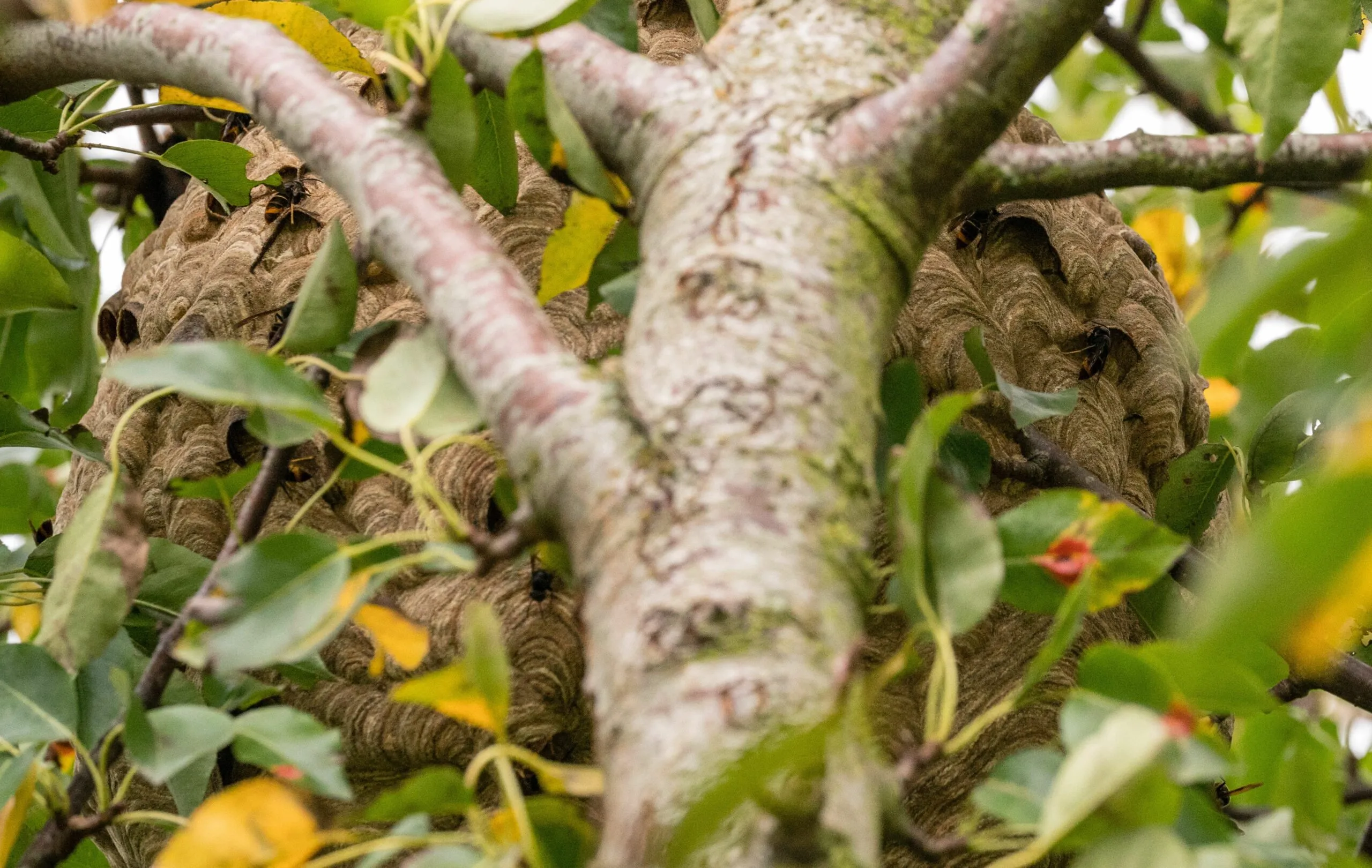 wespennest in boom scaled