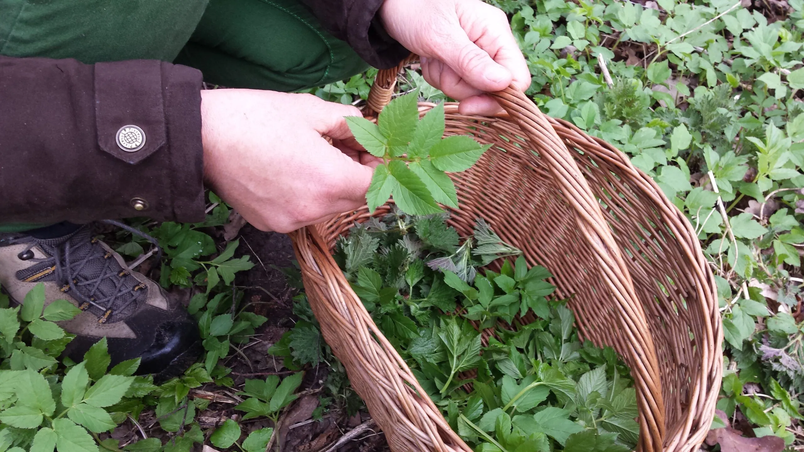zevenblad oogsten scaled