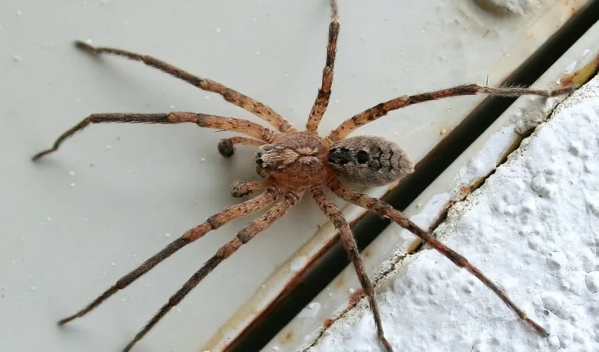 zoropsis spinimana