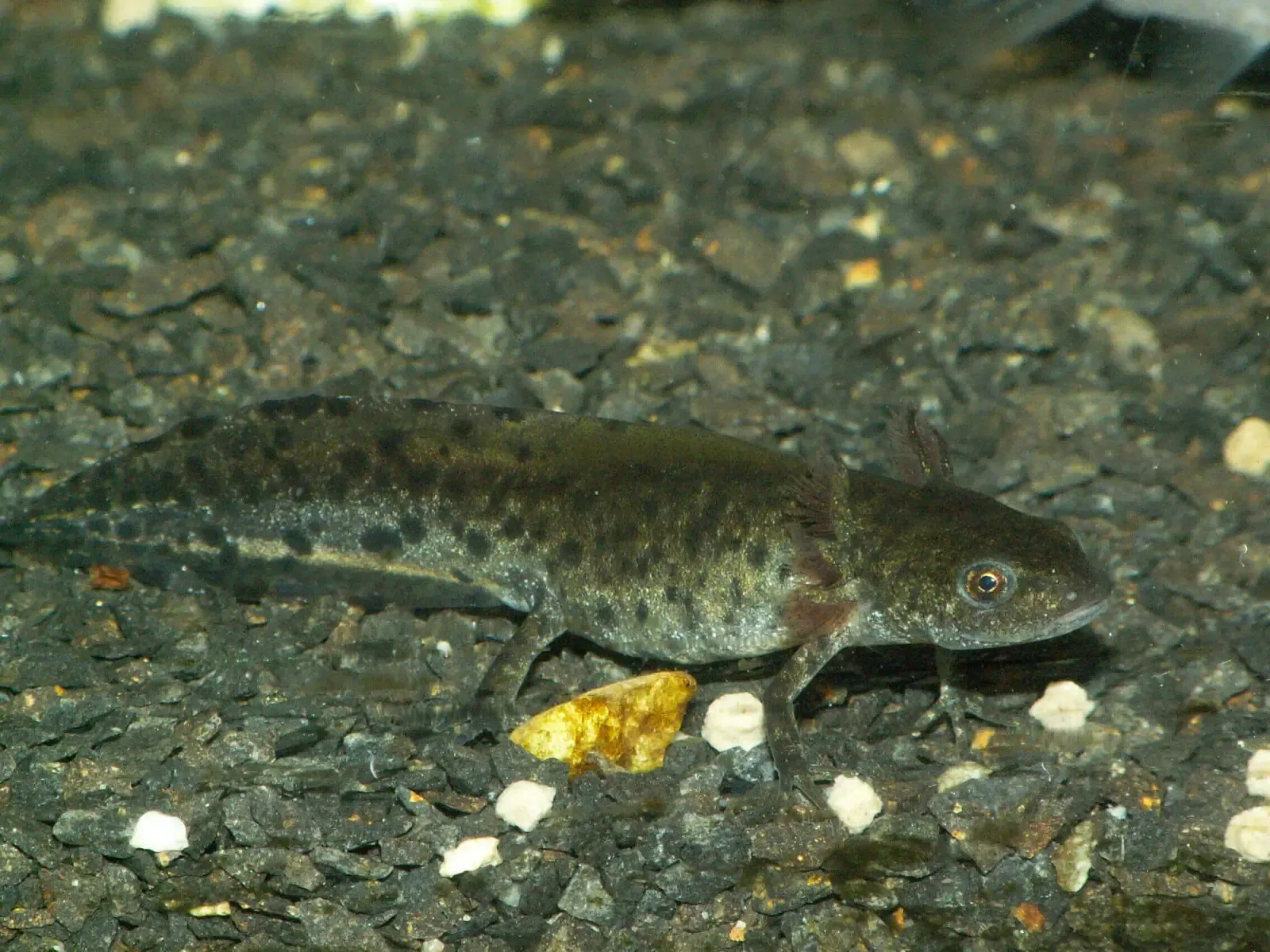 kamsalamander