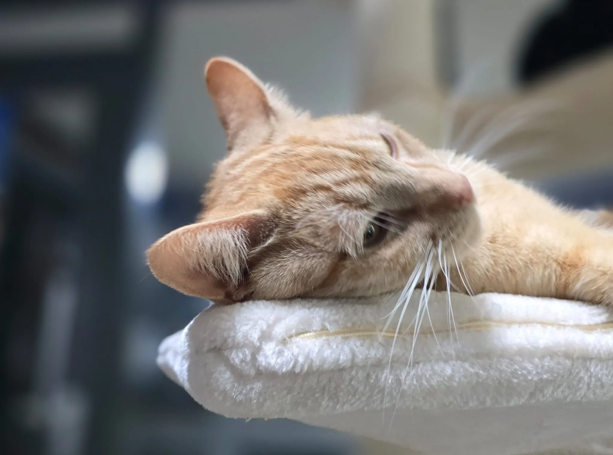 241122 katten