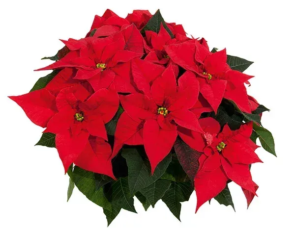 kerststerrood 8