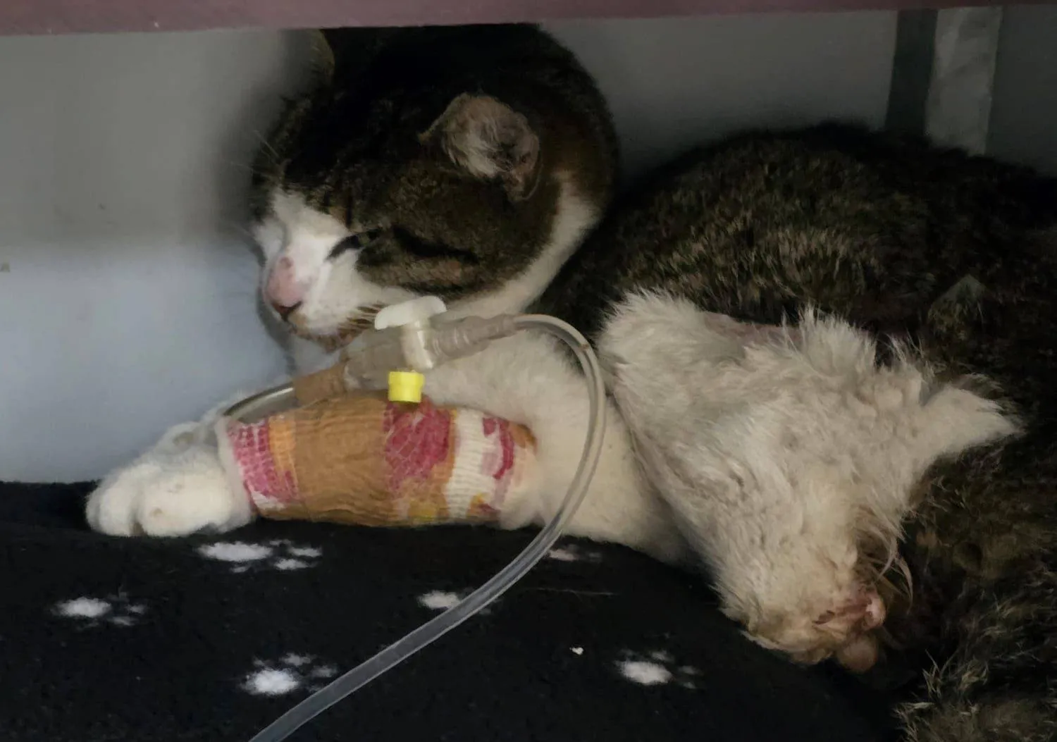 490296545 713843207641501 9003309629254714890 n