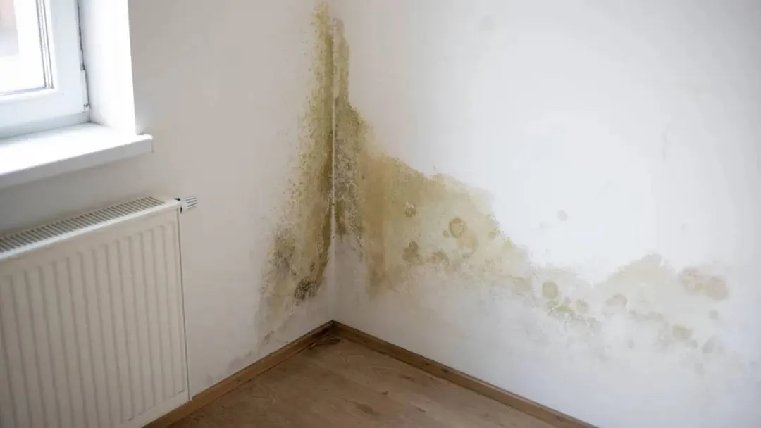 schimmel op muur in woning 67f7d7a2252d8jpg