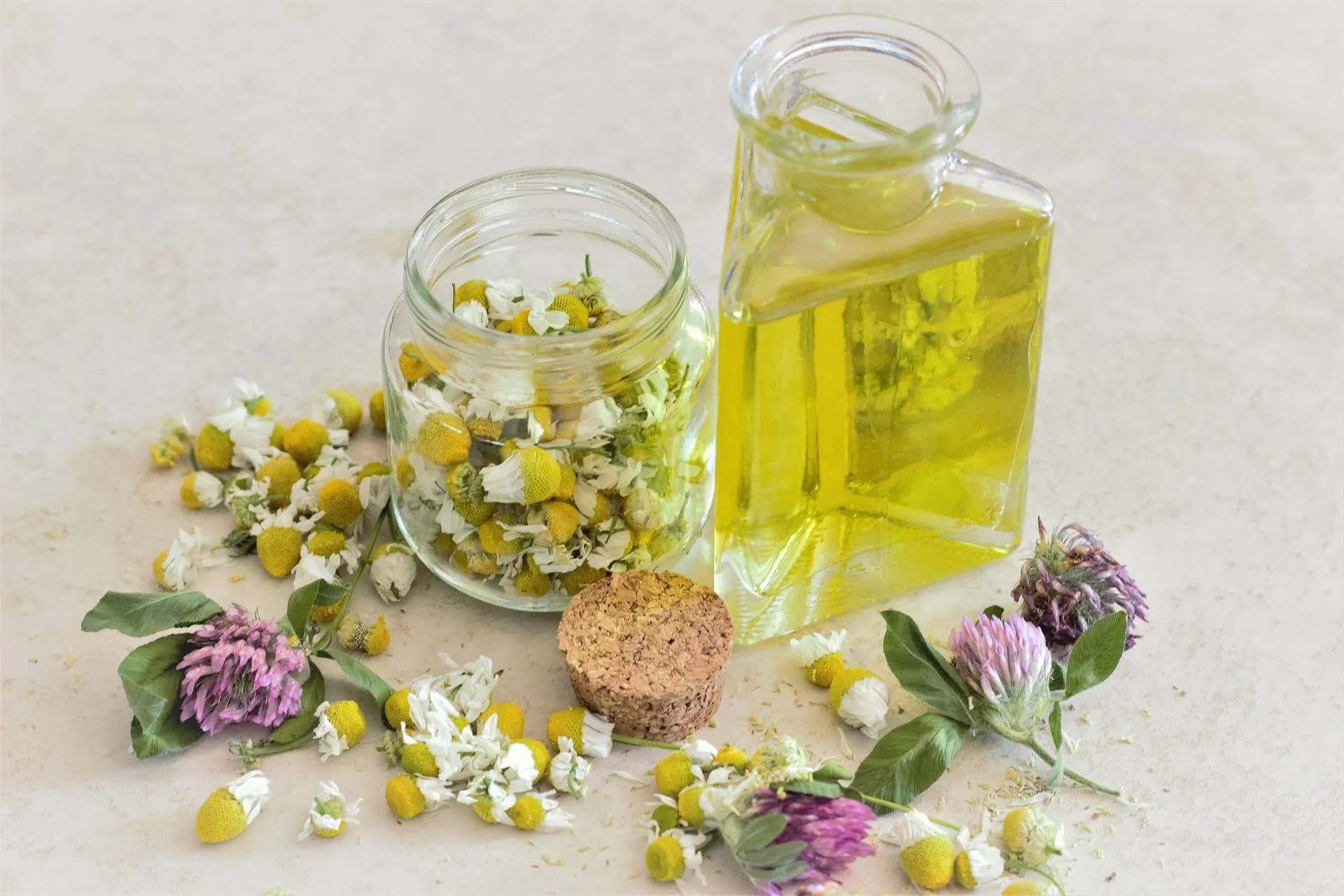 chamomile-3442807_1920