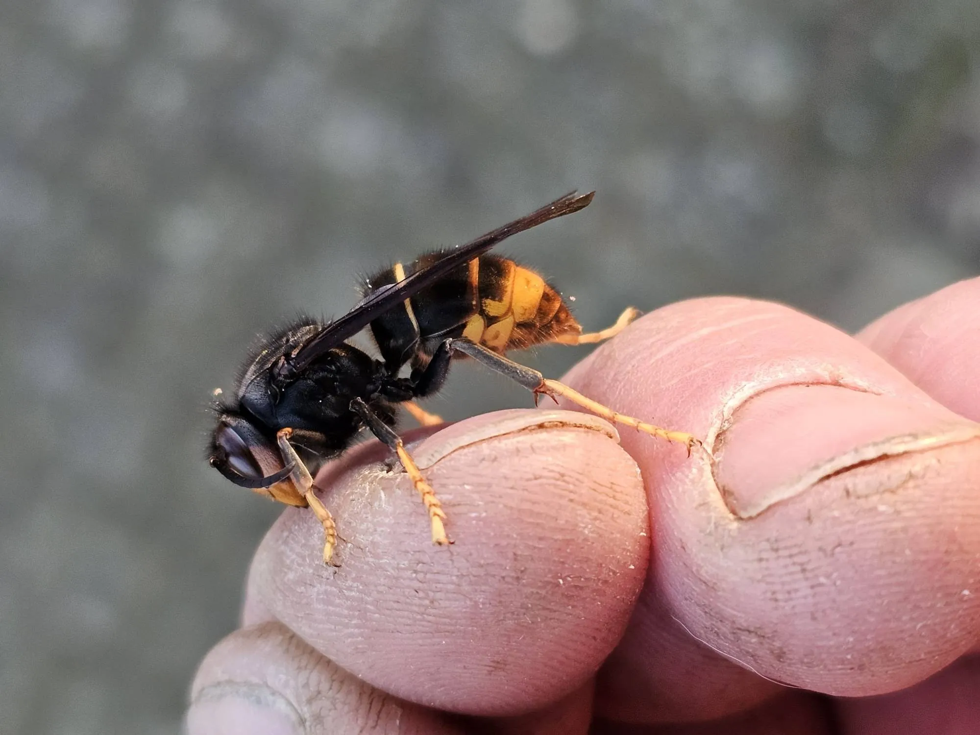 Aziatische hoornaar_foto-credits Rob Voesten