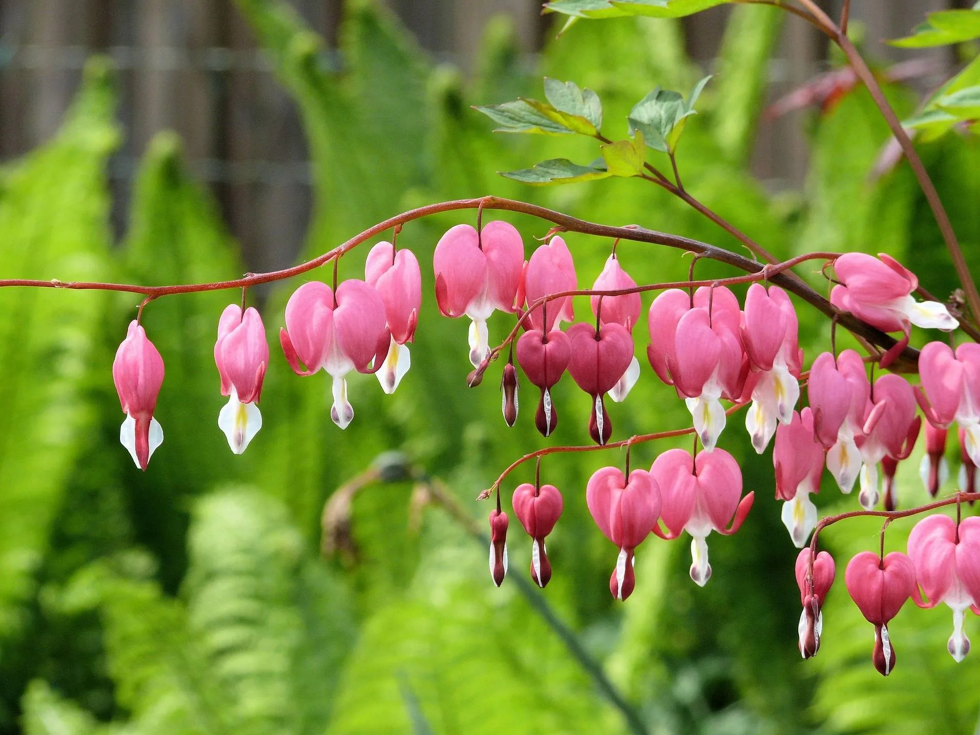 hartjes bloem