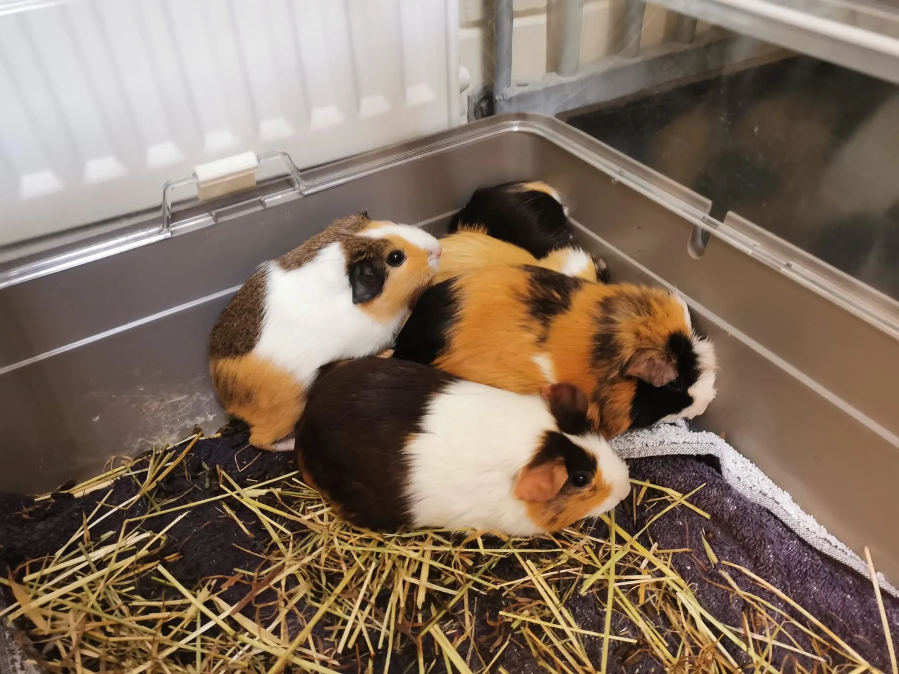 223010553 2008590799319306 3391731047506537772 n