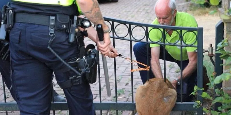 38484125 1939299776121890 8272328705422917632 n e1533546927369