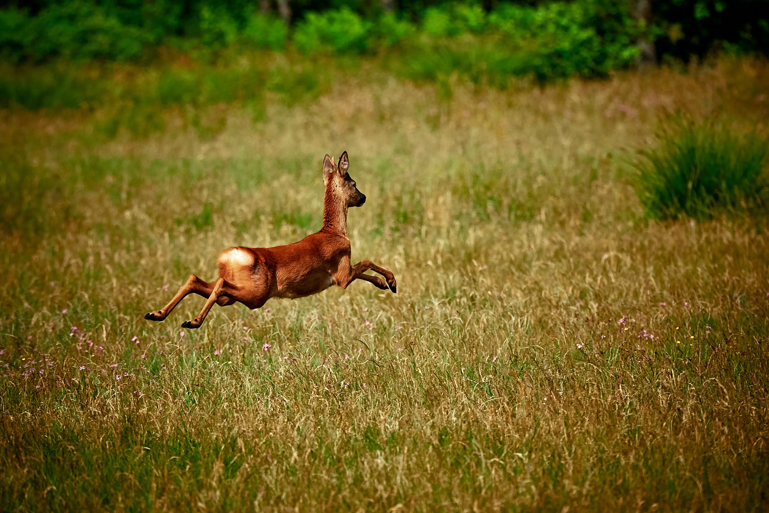 brown deer jumping 2570169