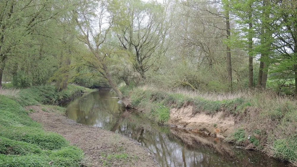 dinkel zuid
