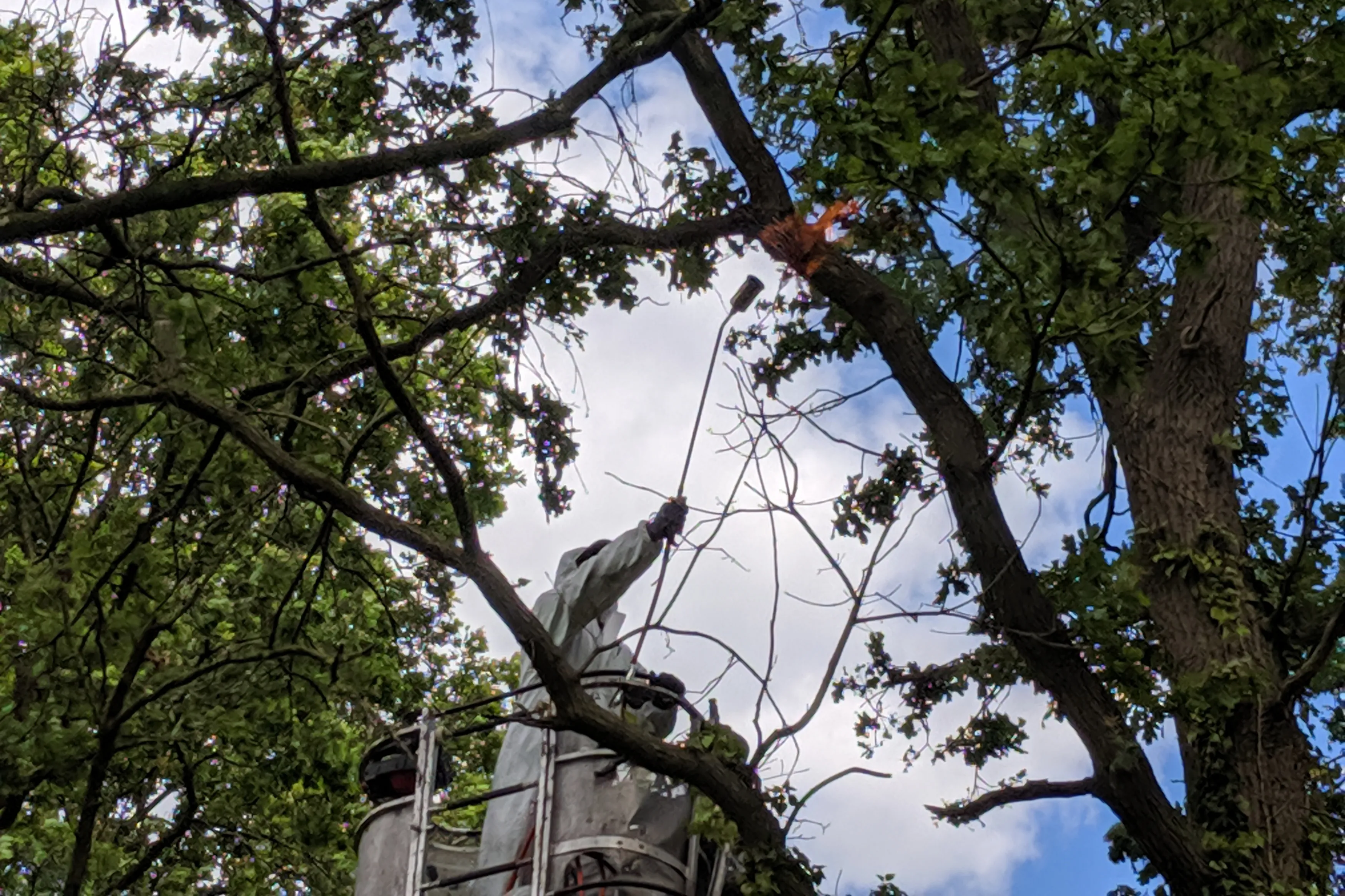 eikenprocessierups verbranden1